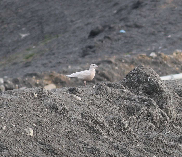 Glaucous Gull