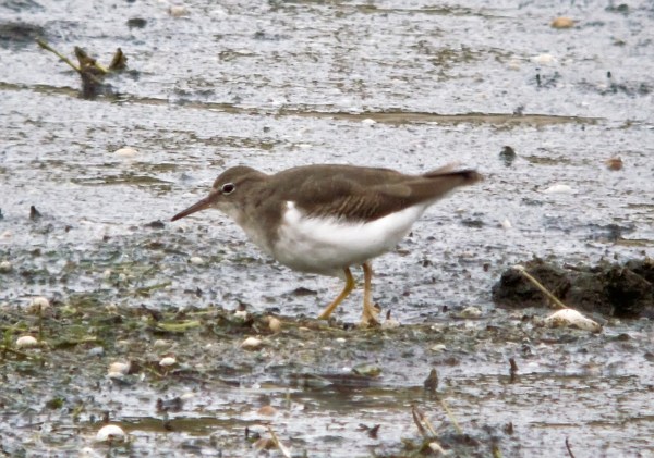 Spotted Sandpiper
