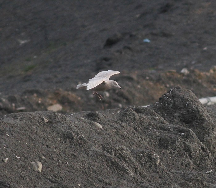 Glaucous Gull