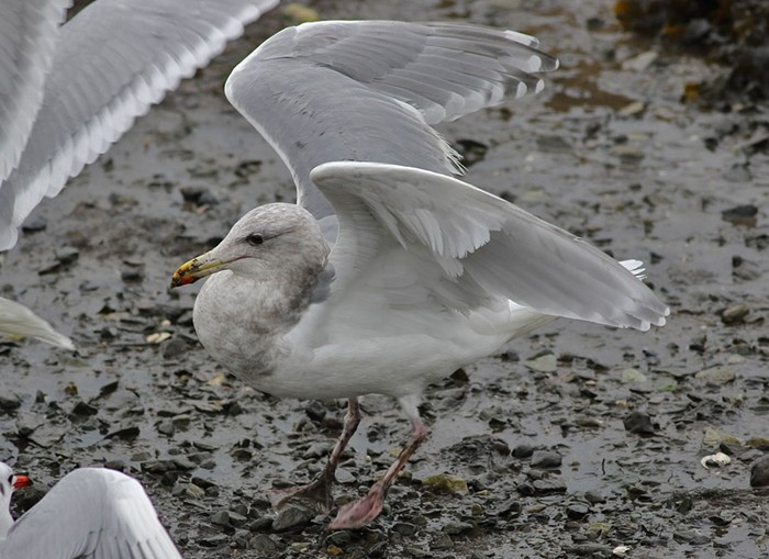 Glaucous-winged Gull