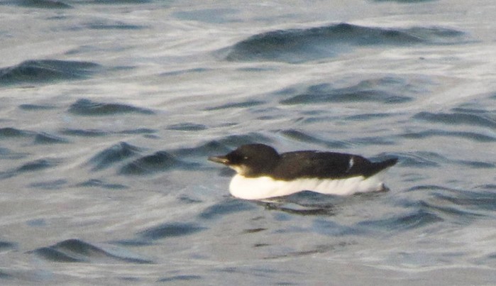 Brunnich's Guillemot