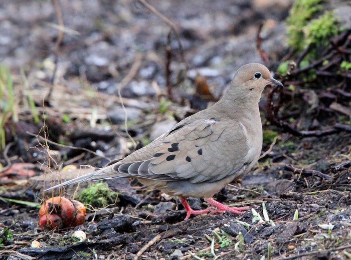 Mourning Dove