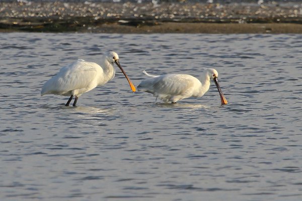 Spoonbill