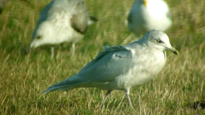 Kumlien's Gull