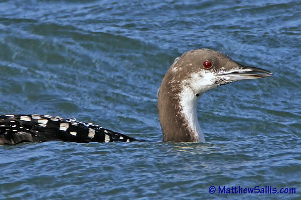 Pacific Diver