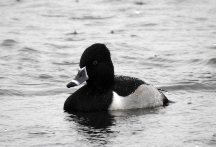 Ring-necked Duck