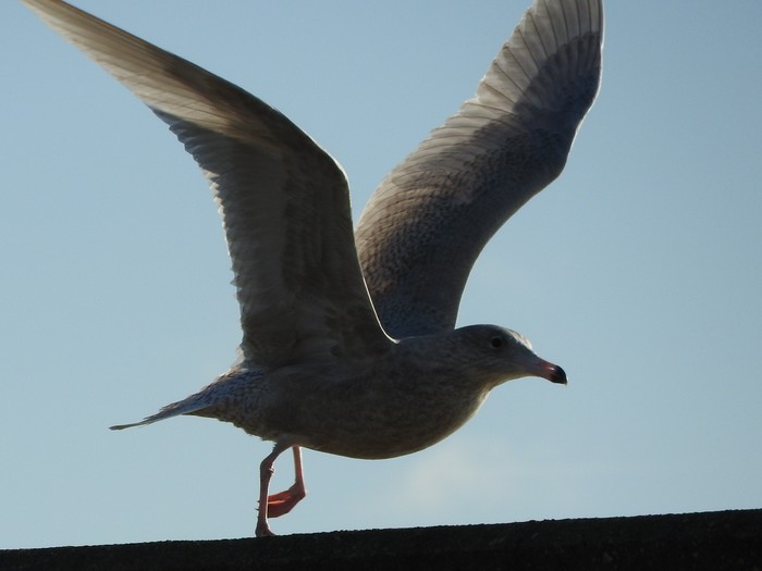 Glaucous Gull