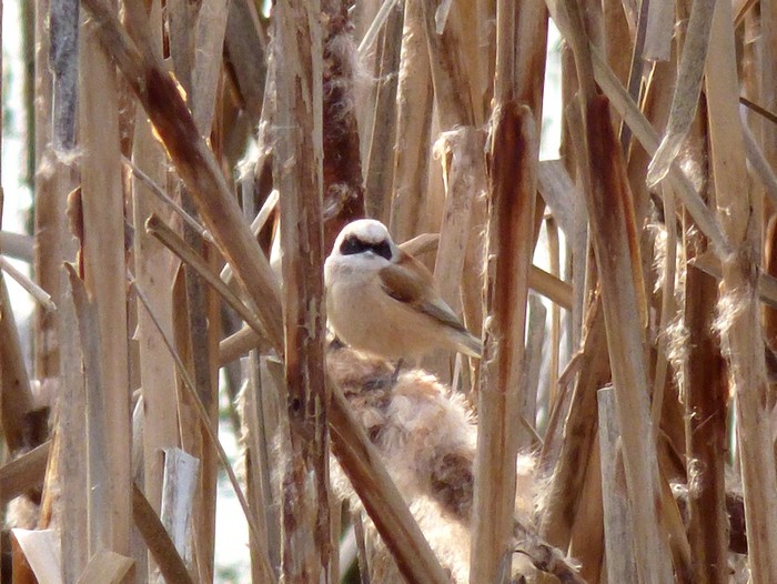 Penduline Tit