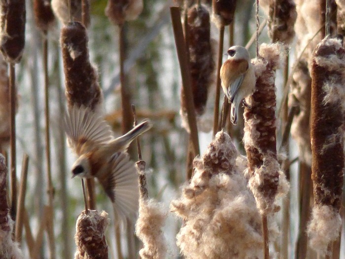 Penduline Tit