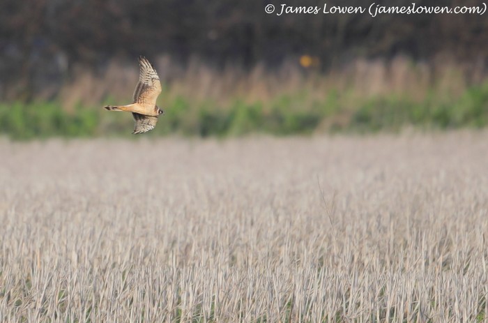 Pallid Harrier