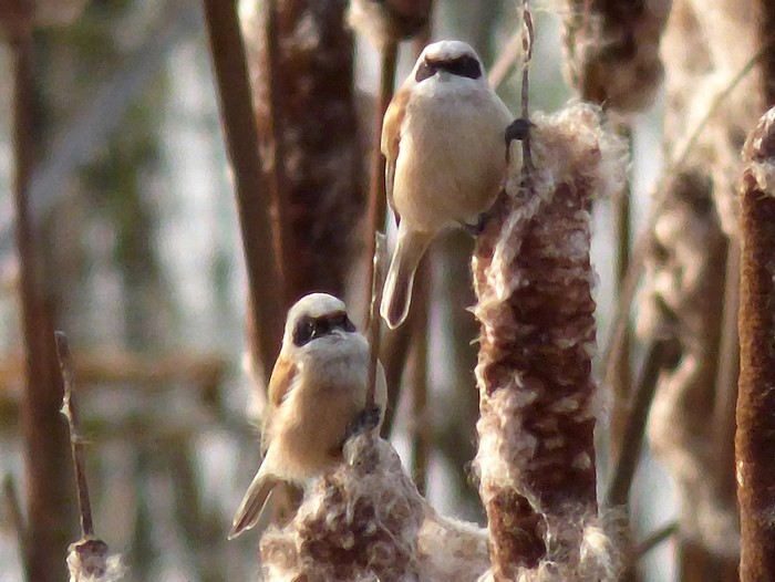 Penduline Tit