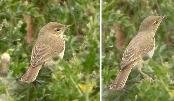 Booted Warbler