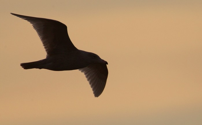 Glaucous Gull