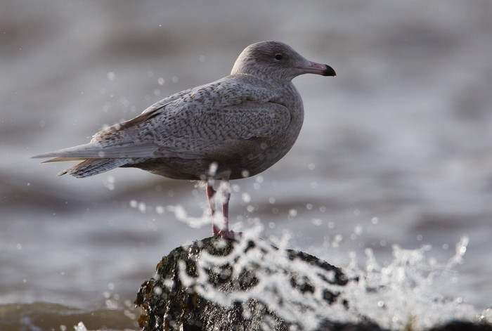 Glaucous Gull