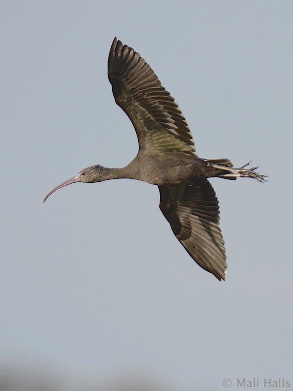 Glossy Ibis