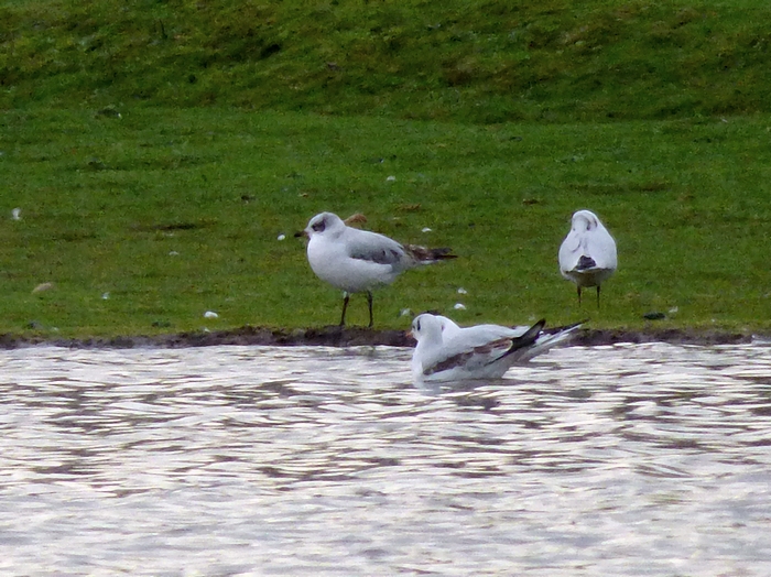 Mediterranean Gull
