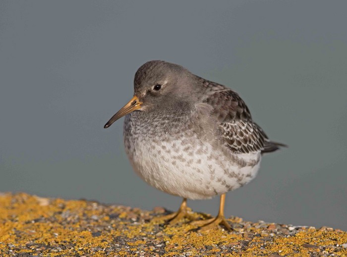 Purple Sandpiper