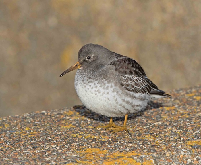 Purple Sandpiper