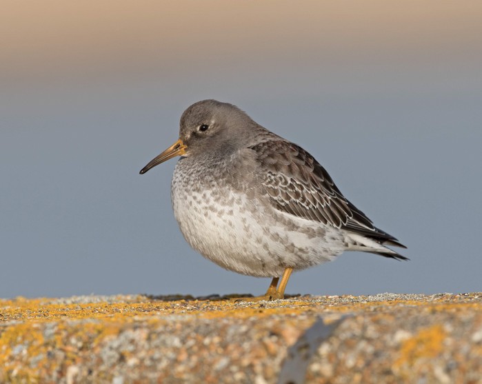 Purple Sandpiper