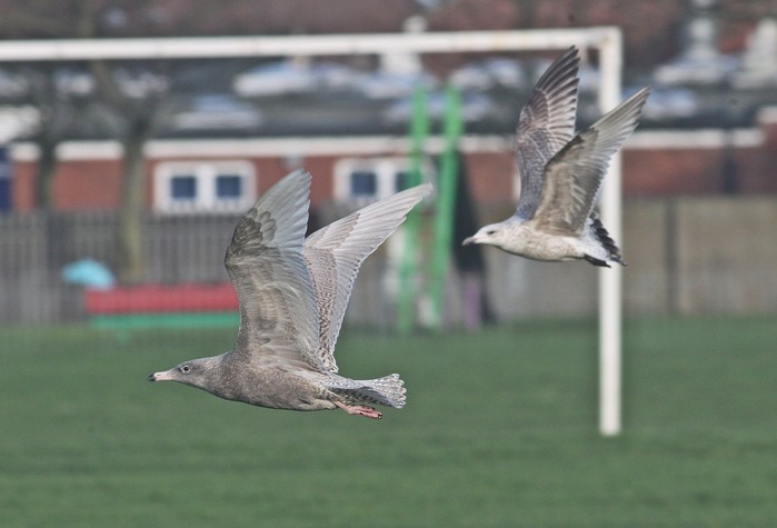 Glaucous Gull