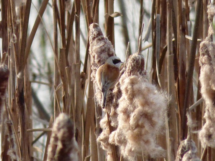 Penduline Tit