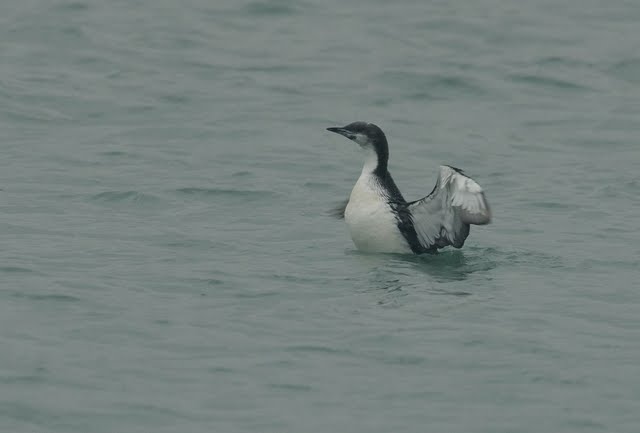 Pacific Diver