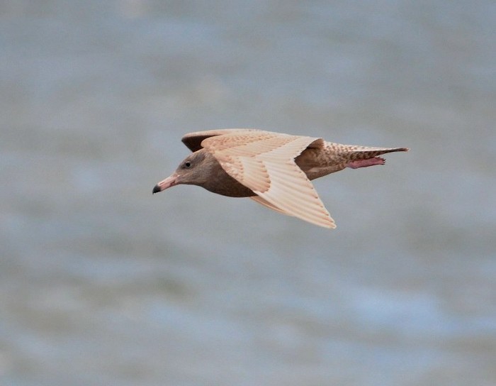 Glaucous Gull