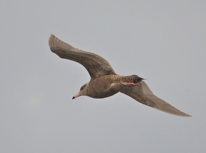 Glaucous Gull