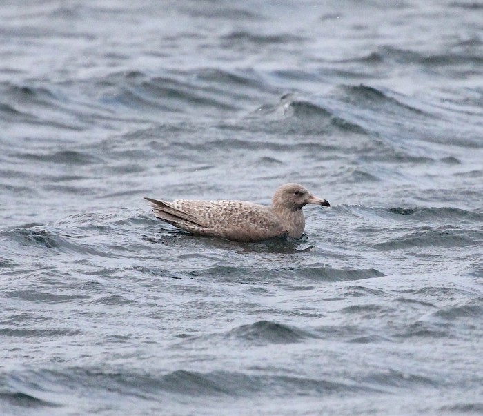 Glaucous Gull