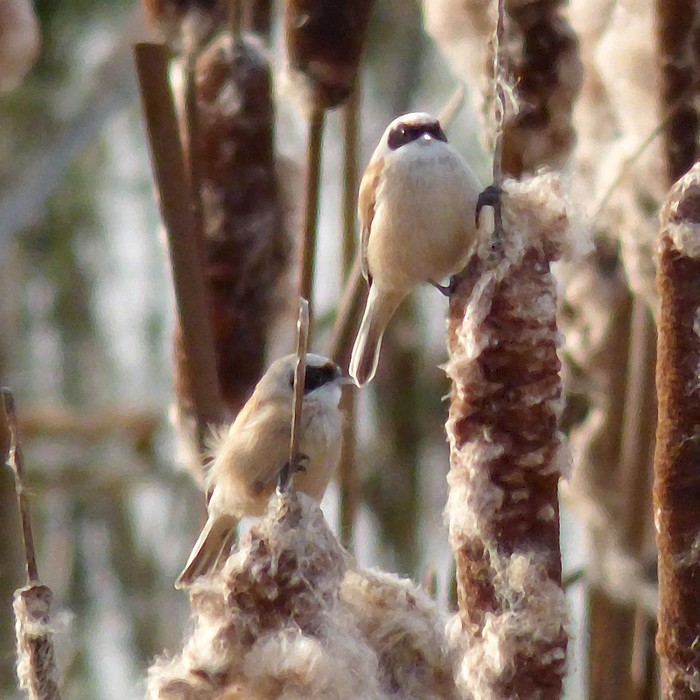 Penduline Tit
