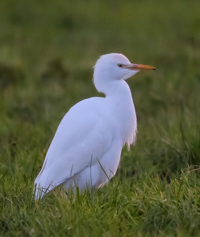 Cattle Egret
