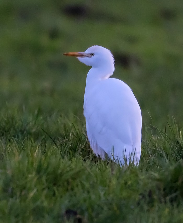 Cattle Egret