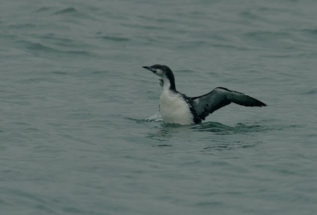 Pacific Diver