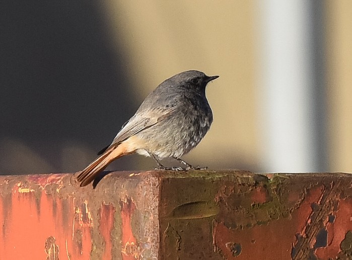 Black Redstart