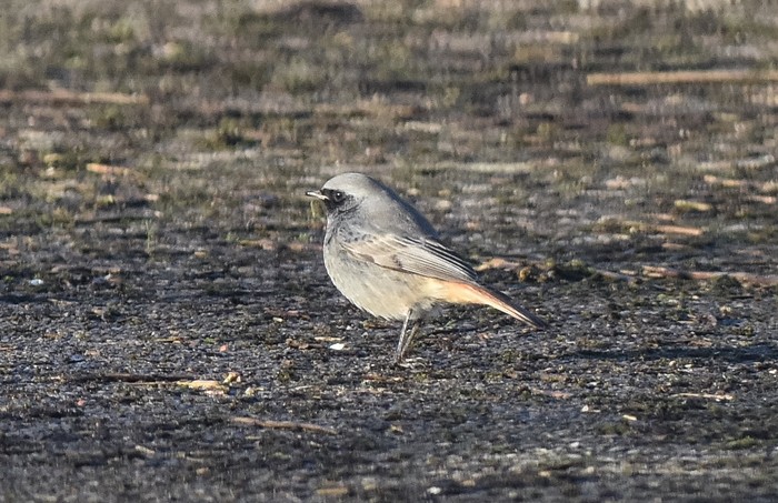 Black Redstart