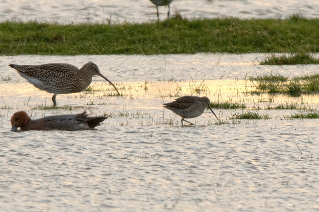 Long-billed Dowitcher