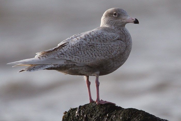 Glaucous Gull