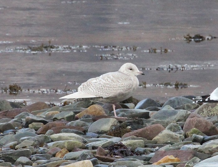 Iceland Gull