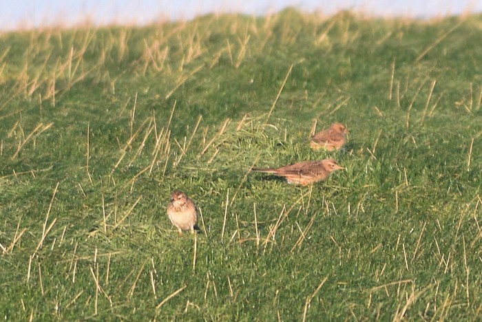 Richard's Pipit