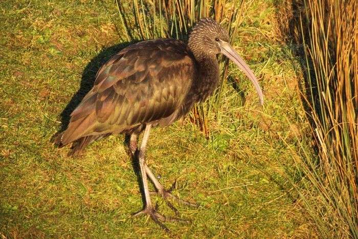 Glossy Ibis