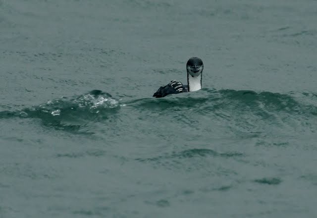 Pacific Diver
