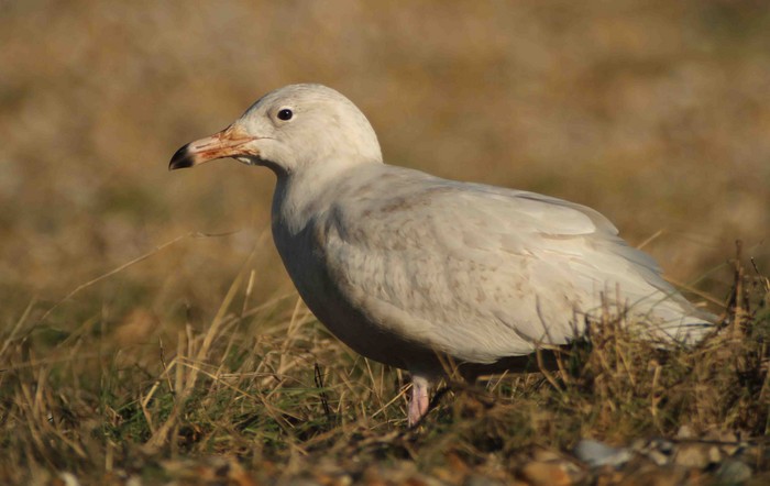 Glaucous Gull
