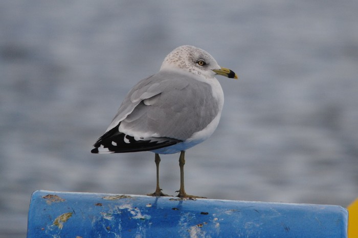 Ring-billed Gull