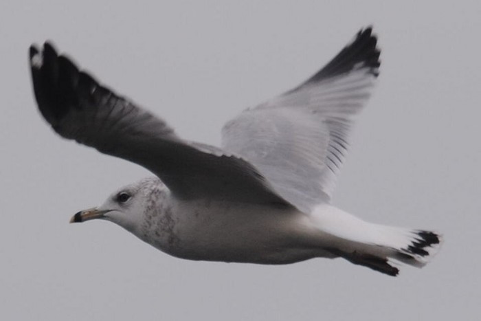 Ring-billed Gull