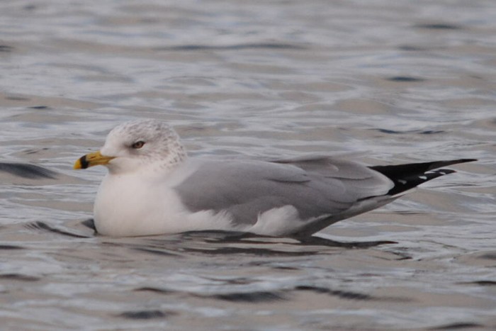 Ring-billed Gull