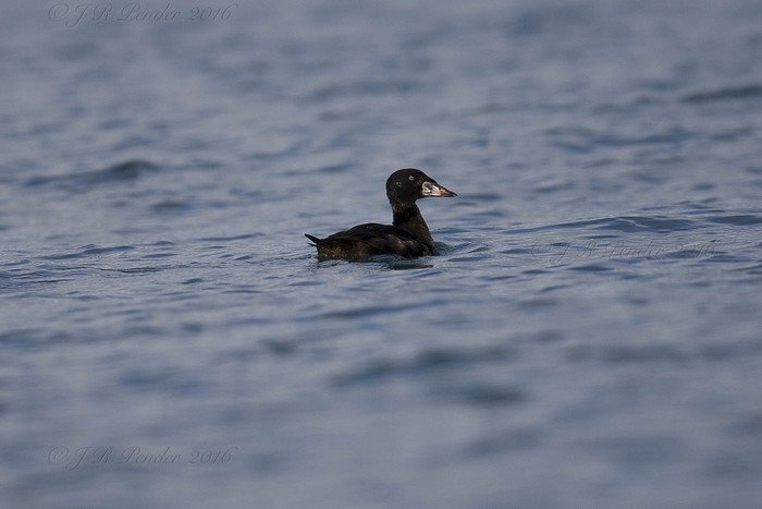 Surf Scoter