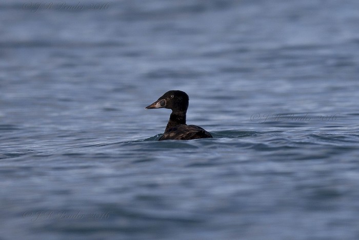 Surf Scoter