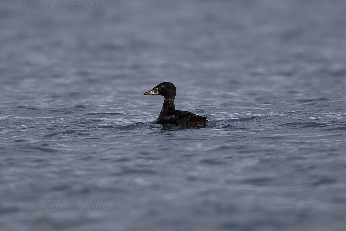 Surf Scoter