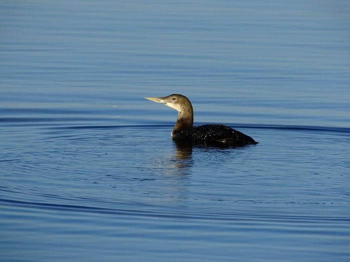 White-billed Diver