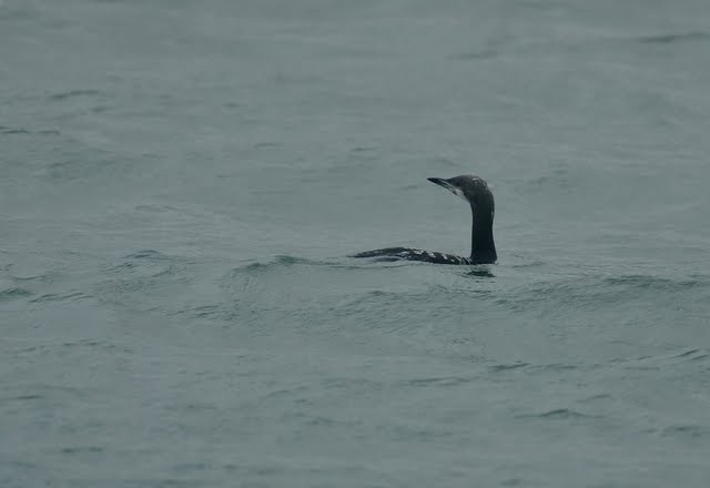 Pacific Diver